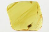 Detailed Fossil Flea Beetle (Galerucinae) in Baltic Amber #294264-1